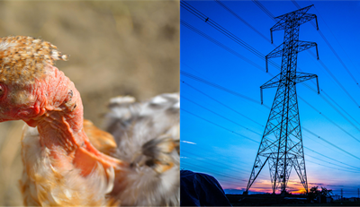 El cuento del gallo pelongo y el de la energía